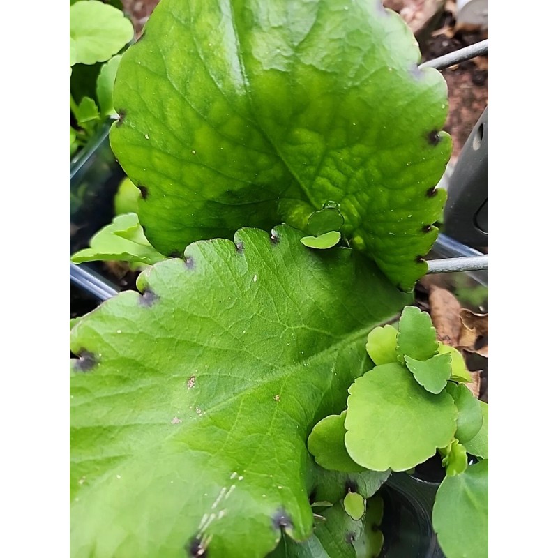 hoja de bruja para te o extracto bruja Mala Madre