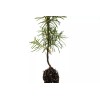 The Jonsteen Company Douglas-fir | Small Tree Seedling | The