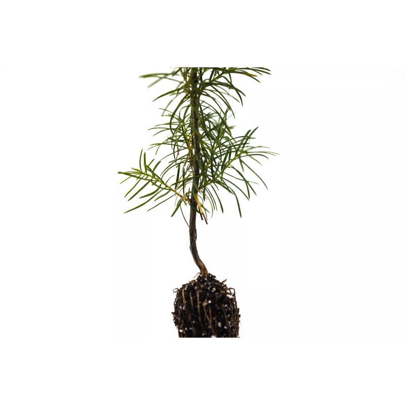 The Jonsteen Company Douglas-fir | Small Tree Seedling | The