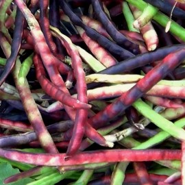 MySeeds.Co Top Pick Pinkeye Purple Hull, Cowpea (Vigna Unguiculata) Vegetable Seeds - 1 oz (~120 Seeds)