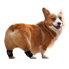 TokdoUp D43BD Dog & Cat Rear Leg Hock Brace Short Version (Pair)