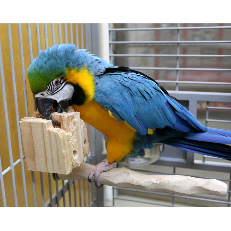 Natural Foraging Box Toy for Parrots