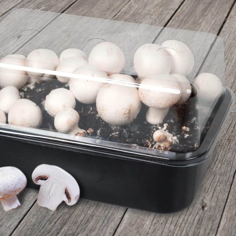 Fallen Fruits B1009 Mushroom Grow Set