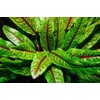 KIRA SEEDS - Seeds Sorrel Bloody Dock - Heirloom Vegetable
