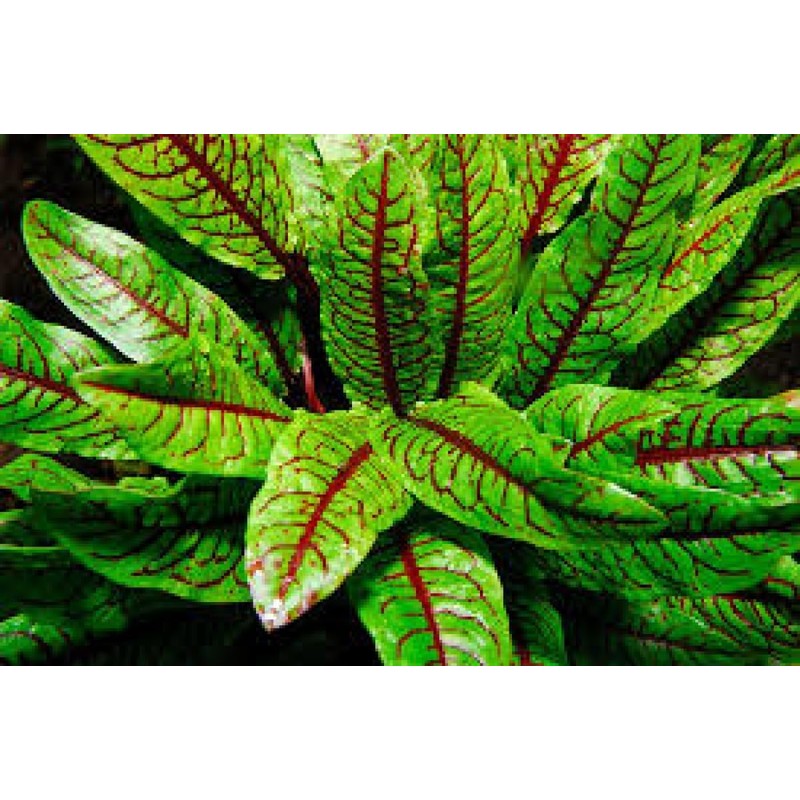 KIRA SEEDS - Seeds Sorrel Bloody Dock - Heirloom Vegetable