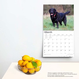 For the Love of Black Labrador Retrievers | 2024 14 x 24 Inch Monthly Deluxe Wall Calendar | Foil Stamped Cover | BrownTrout | Animal Dog Breeds