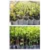 Leap Raupe Seedling Pot, Non-woven Pot, Non-woven Planter, Pot, No.