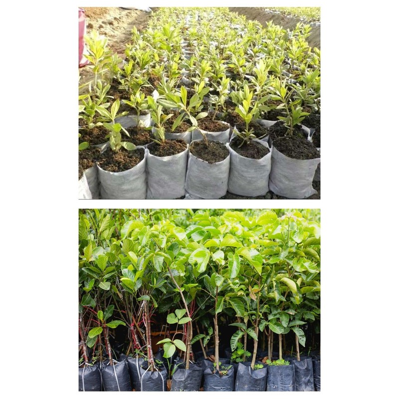 Leap Raupe Seedling Pot, Non-woven Pot, Non-woven Planter, Pot, No.