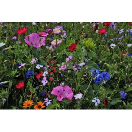 HSC ALL PERENNIAL Wild Flower Mix.  Heirloom Pollinator Garden Seeds Non-GMO - 1,000+