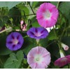 KIRA SEEDS - Seeds Mexican Marigolds Flowering Mix - Annual