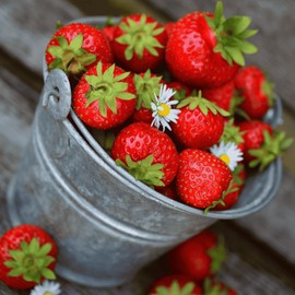 Honeoye Strawberry Plants - Winter Hardy, Highly Productive Strawberries - June Bearing Bare Root Strawberry Plants from Hand Picked Nursery (15)