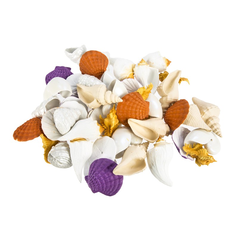Seashells