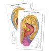 Comprehensive Auriculotherapy Wall Chart - 2025 Edition | 240+ Points,
