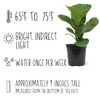 Plants for Pets Ficus Lyrata Fiddle Leaf Fig Plant, House