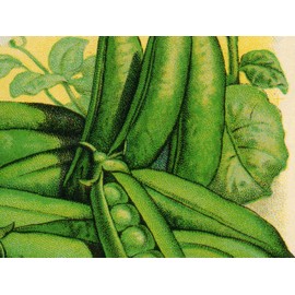 Green Peas Seed Packet POSTER! (up to 24" x 36") - Vintage Style - Kitchen - Garden - Vegetable (11" x 14")