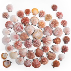 PPCLION 45 PCS Small Scallop Shell for DIY Crafts Decor Small Seashells for Home Decorations, Beach Themed Party, Fishtank, Vase Fillers