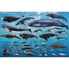 Whales Sealife Mammals Educational Science Ocean Class Chart Print Poster 24x36