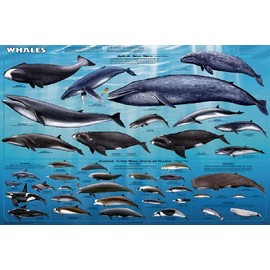 Whales Sealife Mammals Educational Science Ocean Class Chart Print Poster 24x36