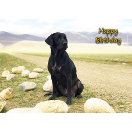 Black Labrador Dog Birthday Card