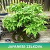 Unbranded Japanese Zelkova Seed