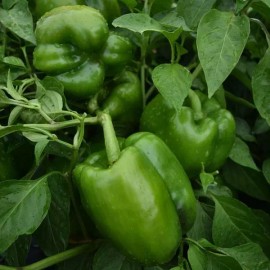 Inherited Seeds HEIRLOOM Survival Kit 10000+ seeds 40 Varieties Pack PREMIUM strain 100% Organic