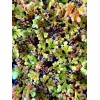 BUY 2 GET 1 FREE Azolla Filiculoides Fairy Moss Live