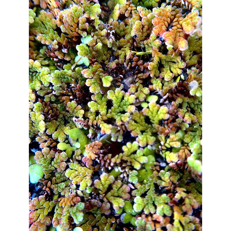BUY 2 GET 1 FREE Azolla Filiculoides Fairy Moss Live