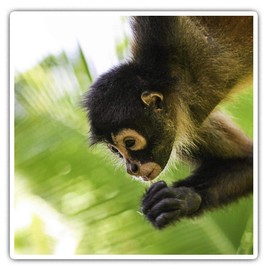 Square Stickers (Set of 2) 10cm - Cute Spider Monkey Baby Fun Decals for Laptops,Tablets,Luggage,Scrap Booking,Fridges, 16824