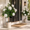 2 Pack 3FT Artificial Hydrangea Trees Faux Plants in Pot
