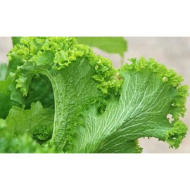 Green Wave Mustard Select: 150-3000 Seeds Tender Cold Hardy Sharp & Spicy! Micro Greens! (500)