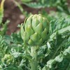 David's Garden Seeds Artichoke Imperial Star 25 Non-GMO, Open Pollinated
