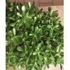 Jade Plant SALE JADE PLANT/ MONEY SUCCULENT / LUCKY PLANT