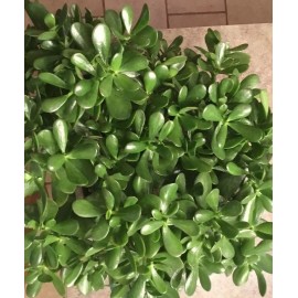 Jade Plant SALE JADE PLANT/ MONEY SUCCULENT / LUCKY PLANT for 3 CUTTINGS SIZE 3" to 5" INCH