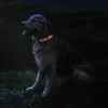 CollarDirect Reflective Dog Collar for Small Medium Large Dog Puppy