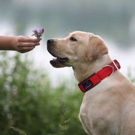PETBABA Dog Collar, Leather, Dog Collar, Medium Dog, Large Dog, Dog Collar, Training, Convenient for Walking/Training, Soft, Cotton Lining, Metal Buckle, Adjustable, Basic Collar for Pets (Red)