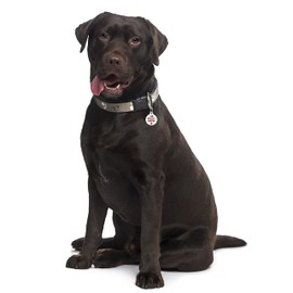 Spoilt Rotten Pets 31mm I Am Spayed Chipped Alert Message Cat or Dog Tag Cat Identity Disc, Cat Kitten Dog Puppy ID Tag, Pet Tag Custom Printed with Your Contact Details