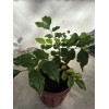 Wampee Tree 15” Tropical Clausena lansium Seedling No Pot