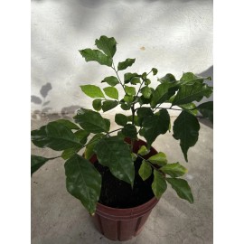 Wampee Tree 15” Tropical Clausena lansium Seedling  No Pot