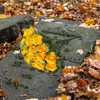 CUQRY Cemetery Flowers 18 Yellow Silk Memorial Rose Flower for