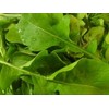 1,000+ Arugula Seeds- Rocket Salat (Roquette) Heirloom Variety