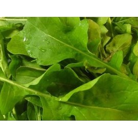 1,000+ Arugula Seeds- Rocket Salat (Roquette) Heirloom Variety