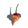 Purple Peach Carolina Reaper Pepper Premium Seeds for Planting Packet