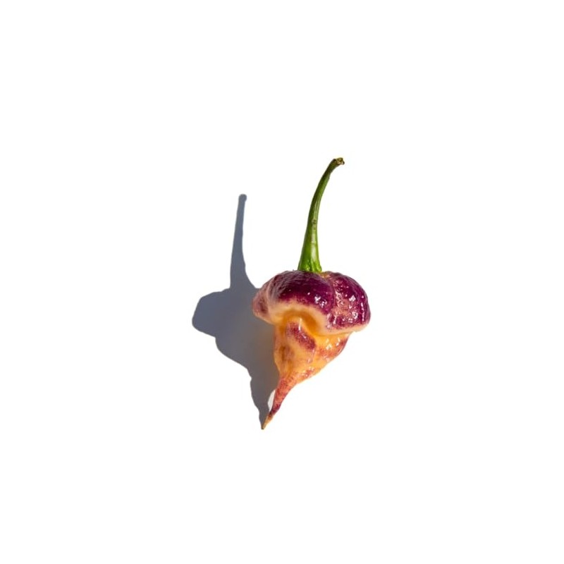 Purple Peach Carolina Reaper Pepper Premium Seeds for Planting Packet
