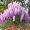 Qevjekr 1000+ Mix Pampas Grass Seeds for Planting Cortaderia Selloana