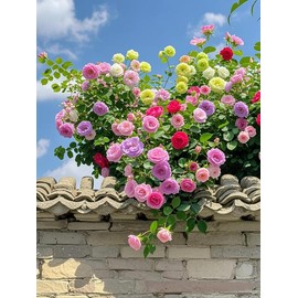 200 pcs Ornamental Climbing Rose Seeds Mixed color flower seeds Ideal for Garden Décor and Long Lasting Family Gardens