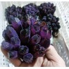 300G Natural Violet Amethyst Phantom Geode Quartz Cluster Crystal Home