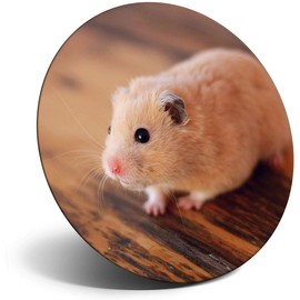 Destination Vinyl ltd Magnet for Refrigerator, Fridge - Cute Blonde Hamster Rodent Pet for Office, Cabinet and Whiteboard, Magnetic Stickers, 24501