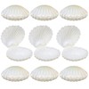 Gadpiparty 10pcs Seashell Candy Boxes - Mini Plastic Shell Storage
