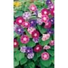 KIRA SEEDS - Seeds Mexican Marigolds Flowering Mix - Annual