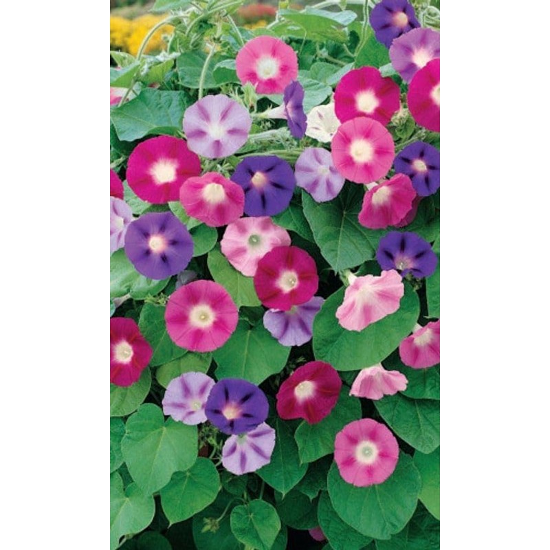 KIRA SEEDS - Seeds Mexican Marigolds Flowering Mix - Annual